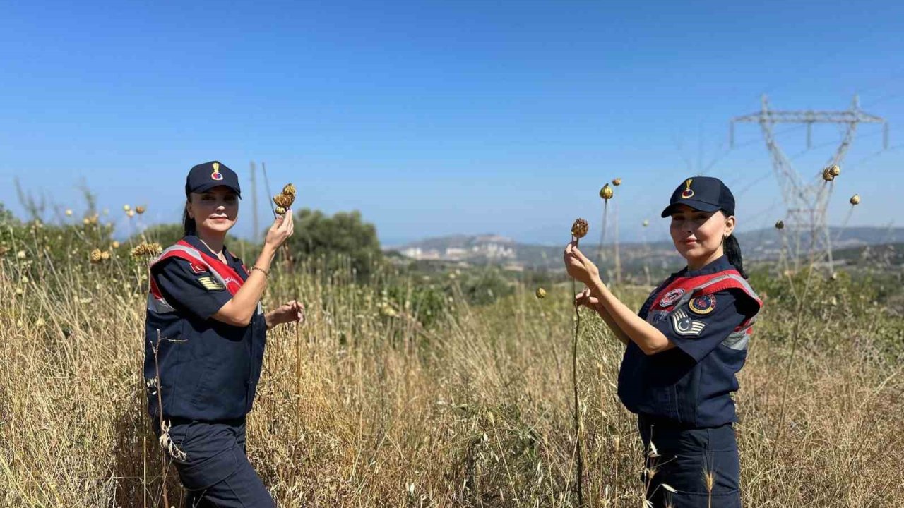 ’Tülüşah’ bitikisine zarar veren 557 bin lira ceza ödeyecek