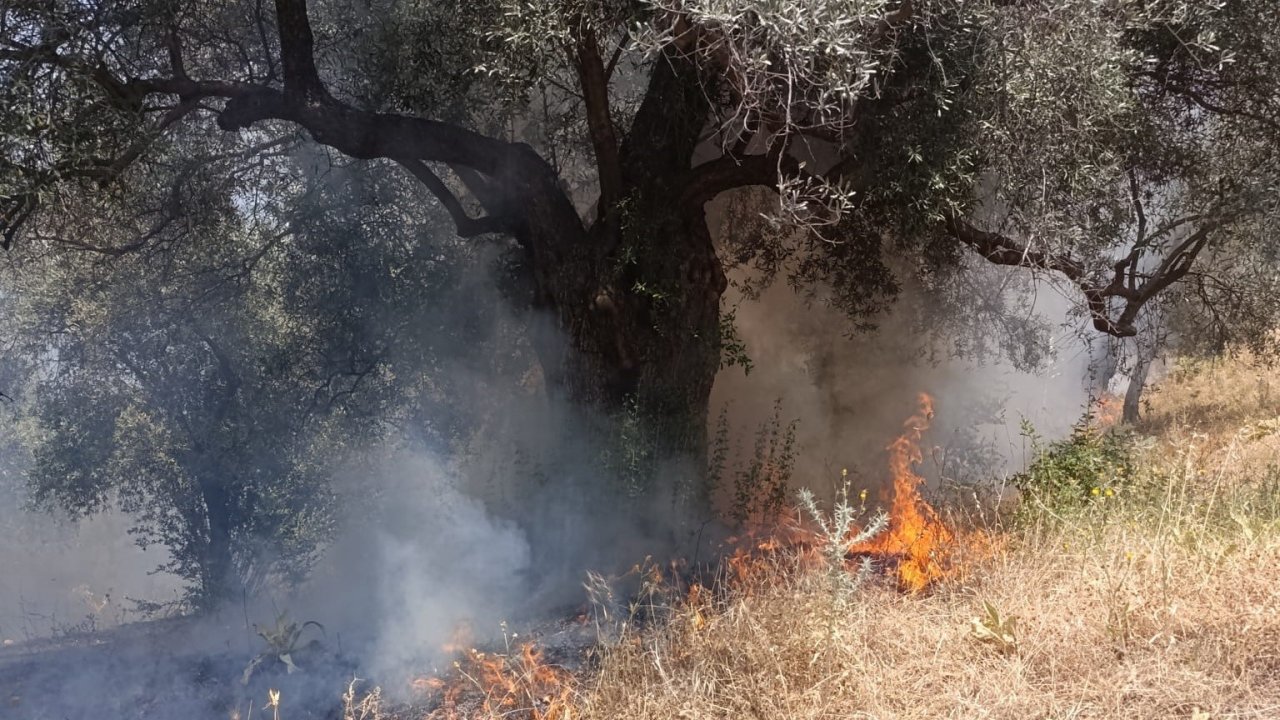 Köşk’teki zirai alan yangını büyümeden söndürüldü
