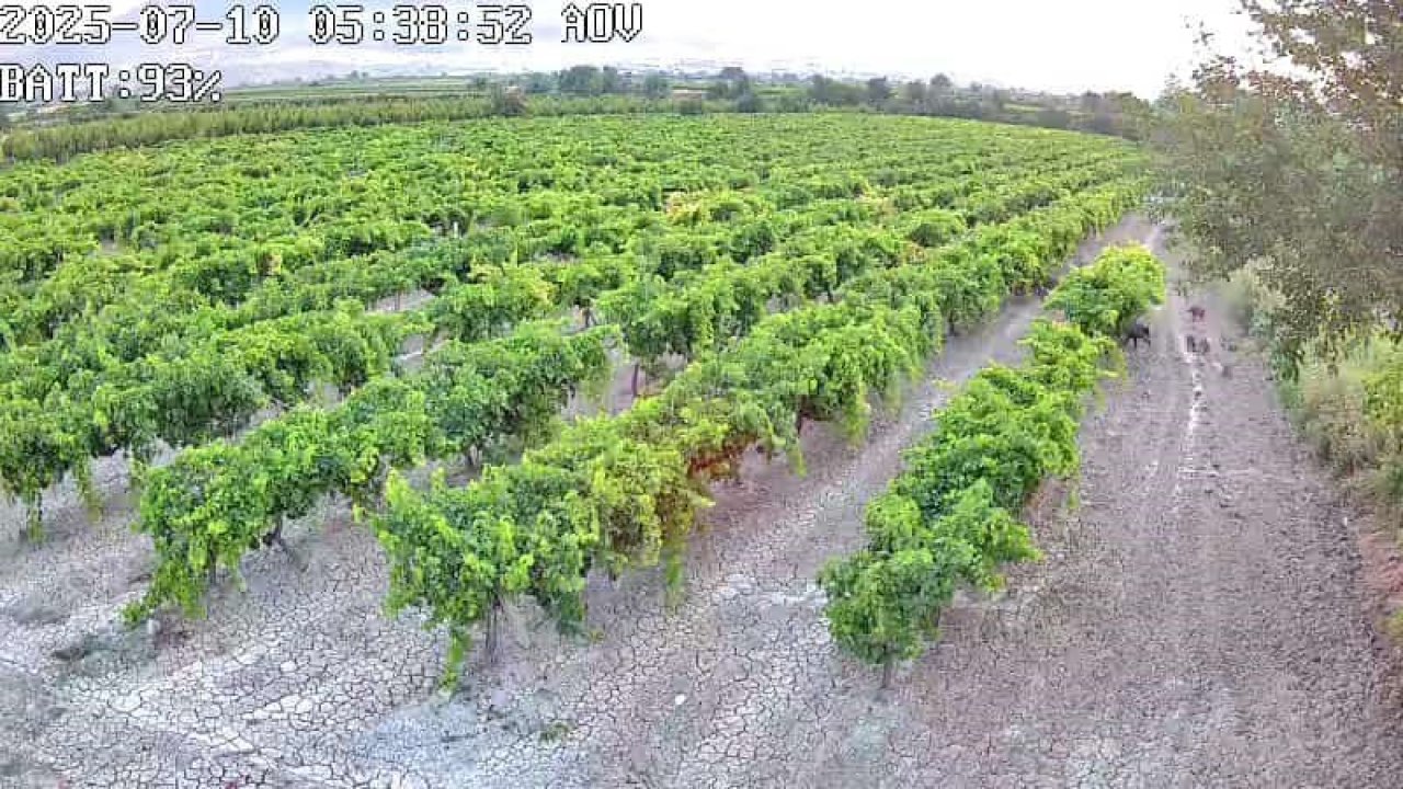 Hırsızlara karşı kurdurduğu güvenlik kamerasına domuz sürüsü yakalandı