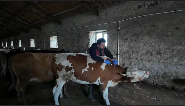 Kars’ta Şap Hastalığına karşı aşılama seferberliği başlatıldı