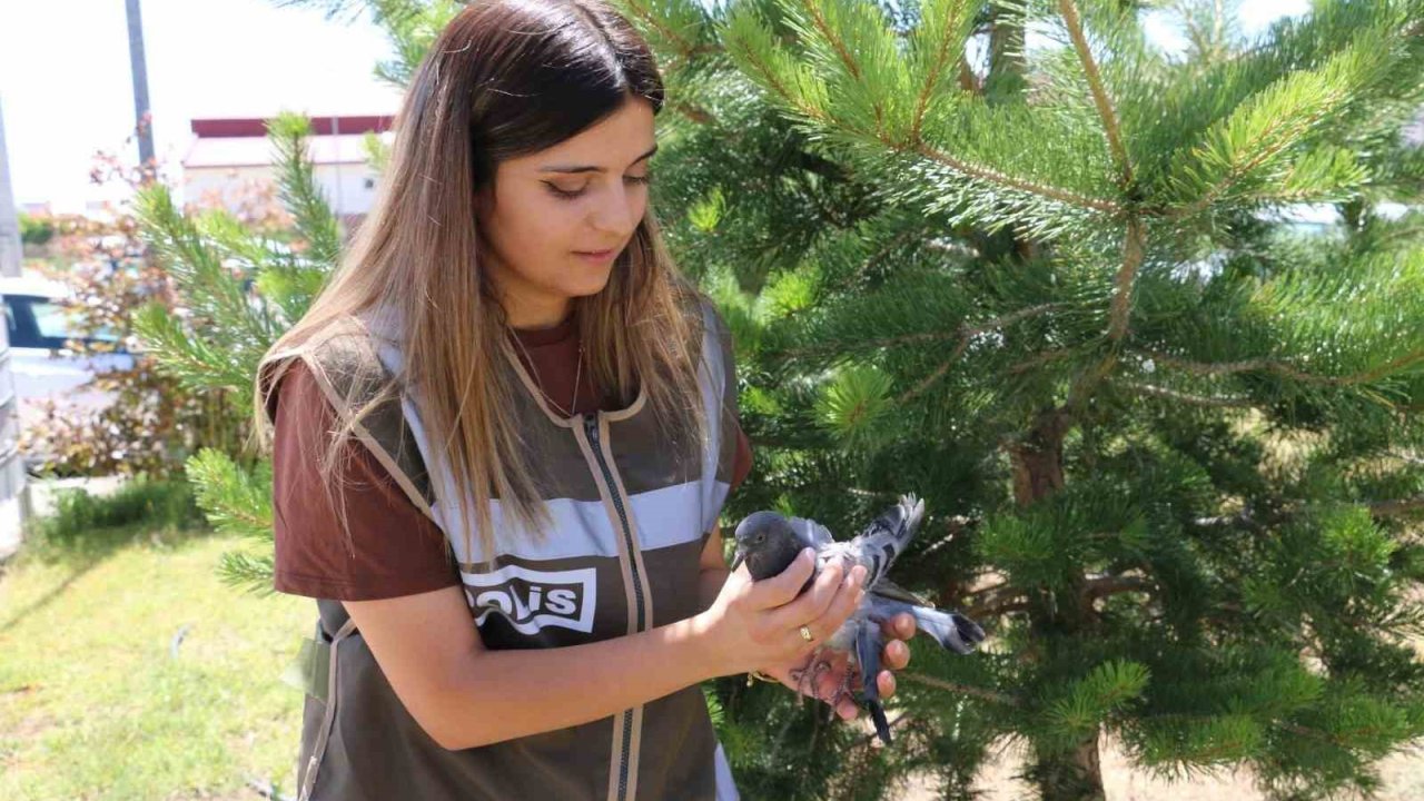 Yaralı güvercine polis şefkati