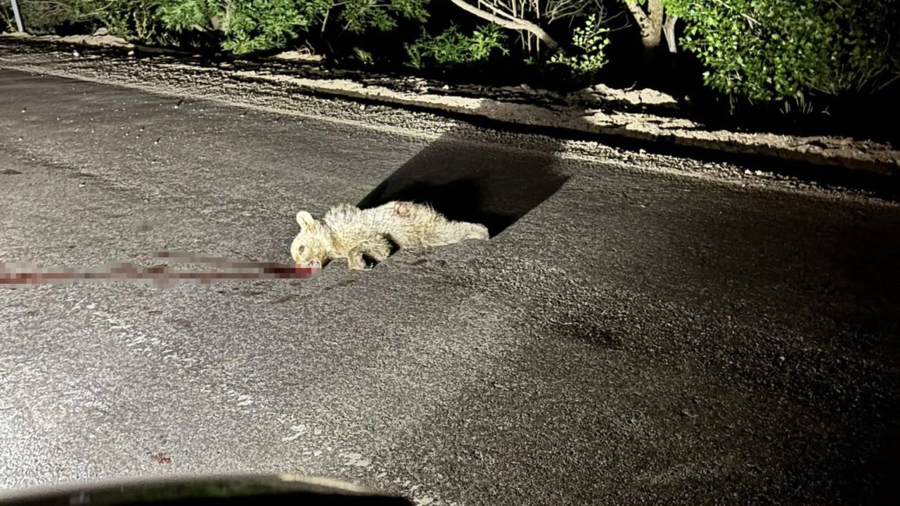 Tunceli’de aracın çarptığı yavru ayı telef oldu