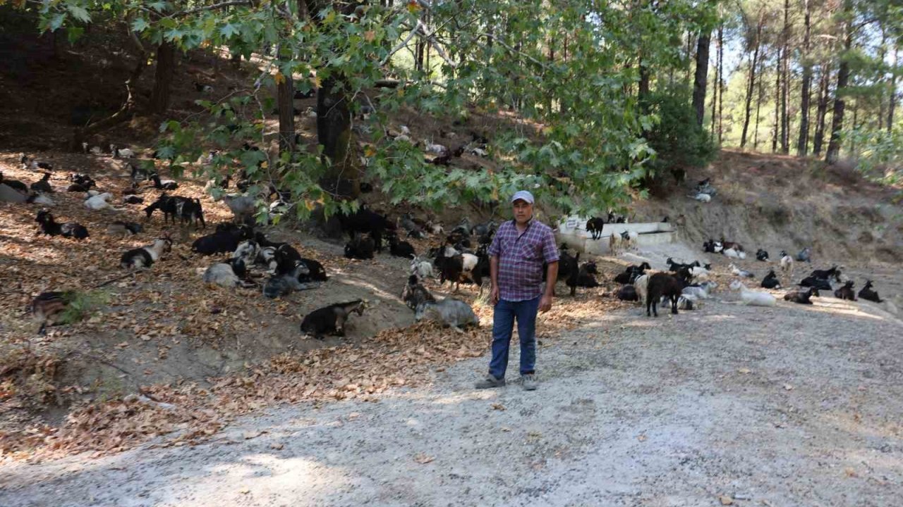 Koyun, keçi ve çobanların kıymeti bilinmedi, ülkenin en büyük sorunu yangınlar oldu