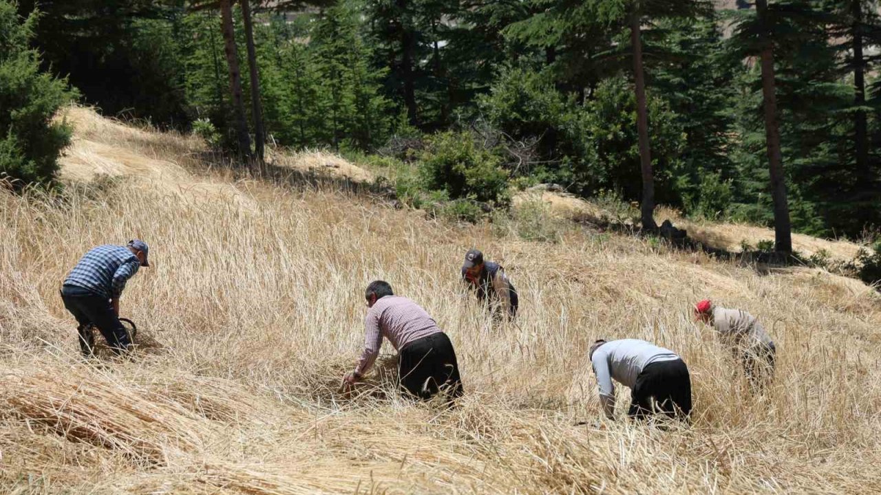 Teknolojinin ulaşamadığı tarlalarda ellik ve orakla hasat başladı