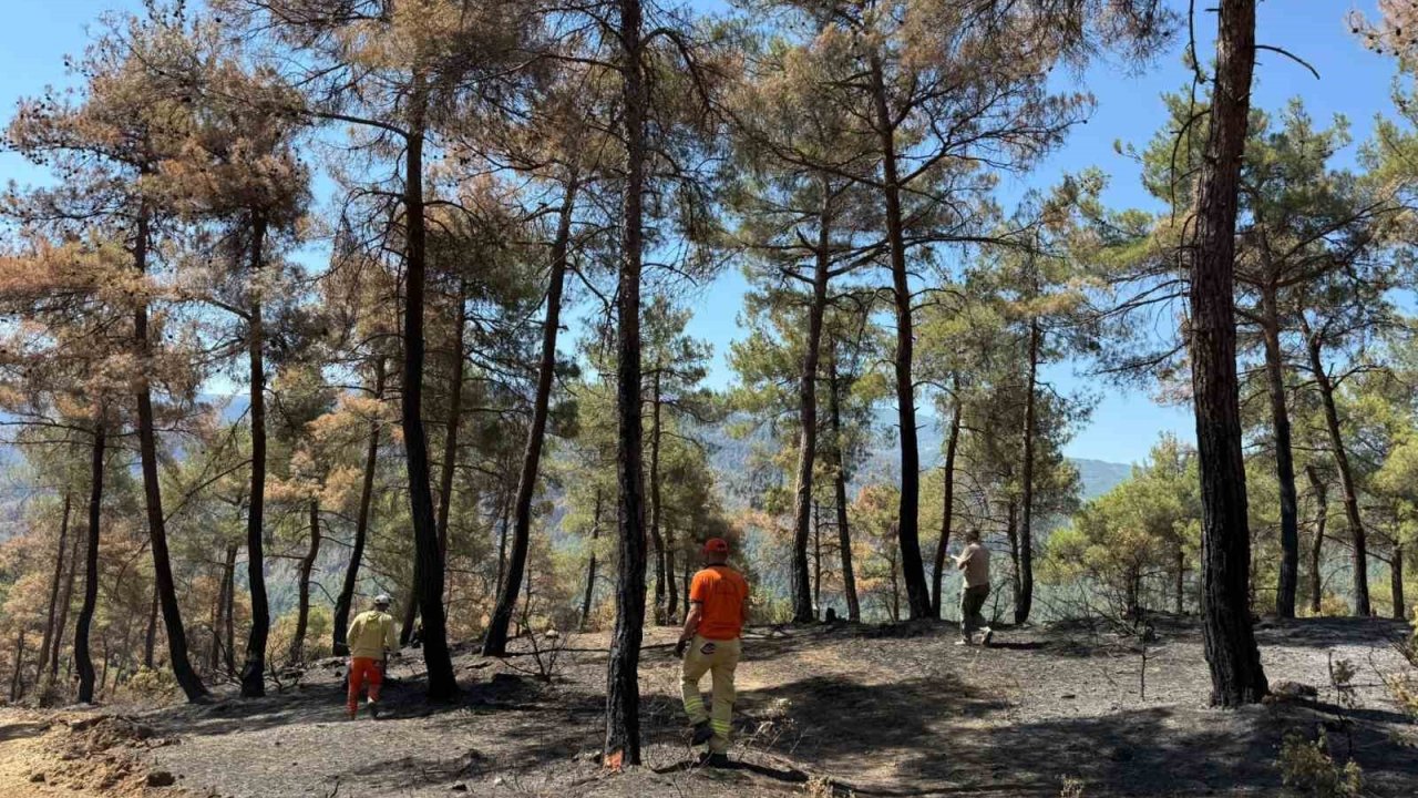 Taraklı’da yanan ormanlık alan yeniden hayat bulacak