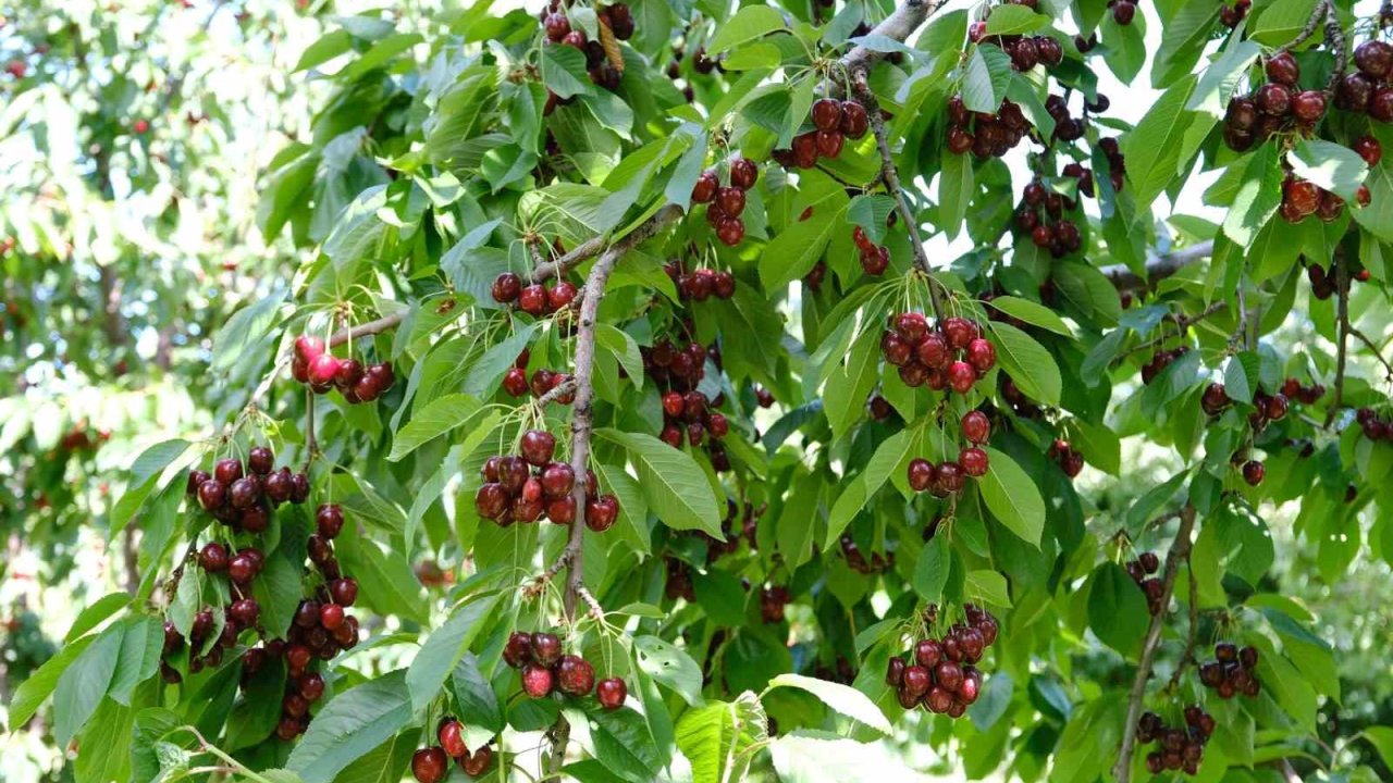 Kirazı zirai don vurdu, rekolte düştü