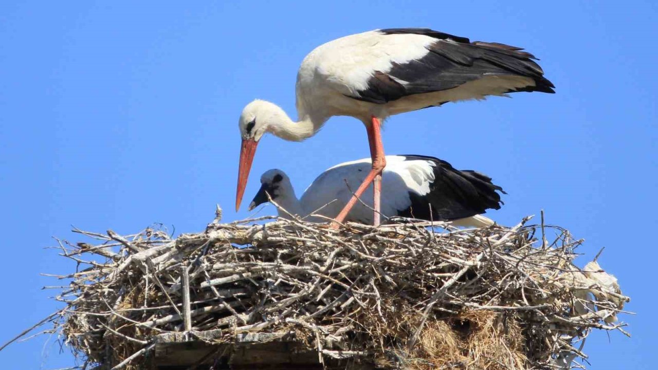 Yaren leyleği kıskandıracak Leylek Köyü