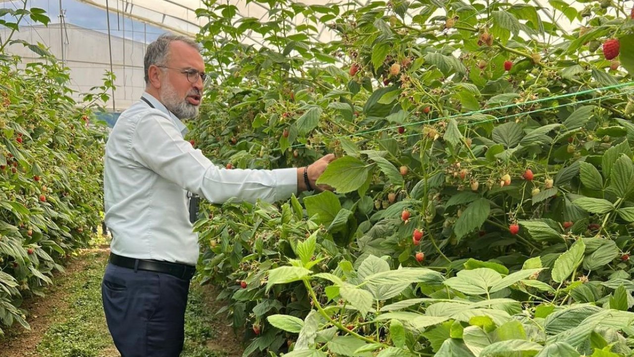 Uludağ’dan Sırbistan’a ahududu üretiminde uluslararası işbirliği adımı