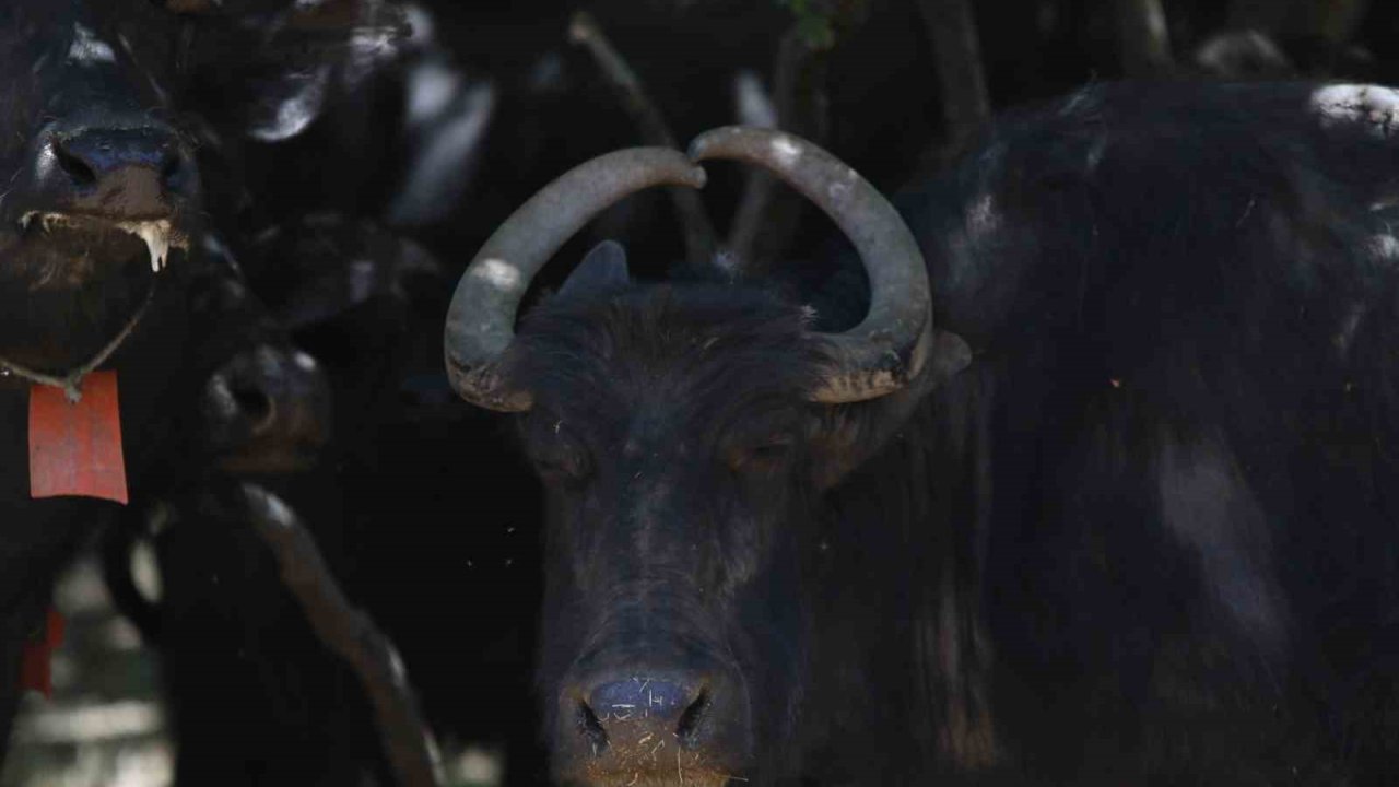 Boynuzları kalp şeklinde olan manda dikkat çekiyor