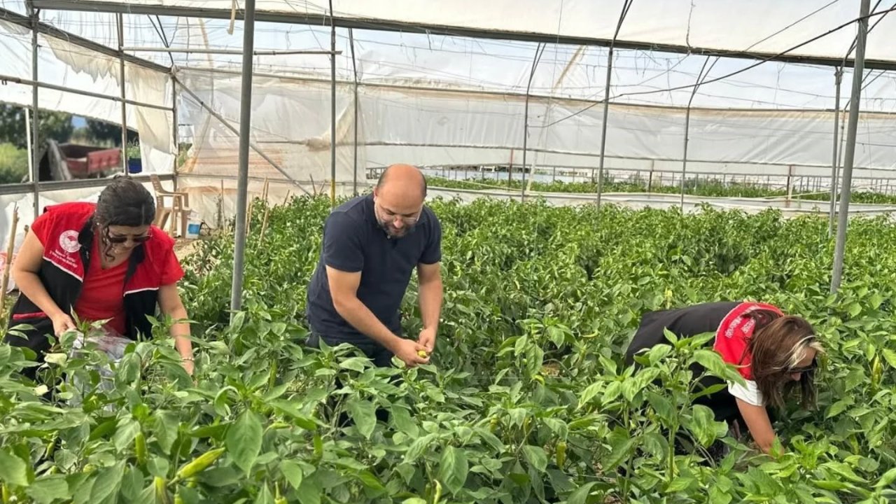 Edremit’te hasat öncesi pestisit numunesi alındı