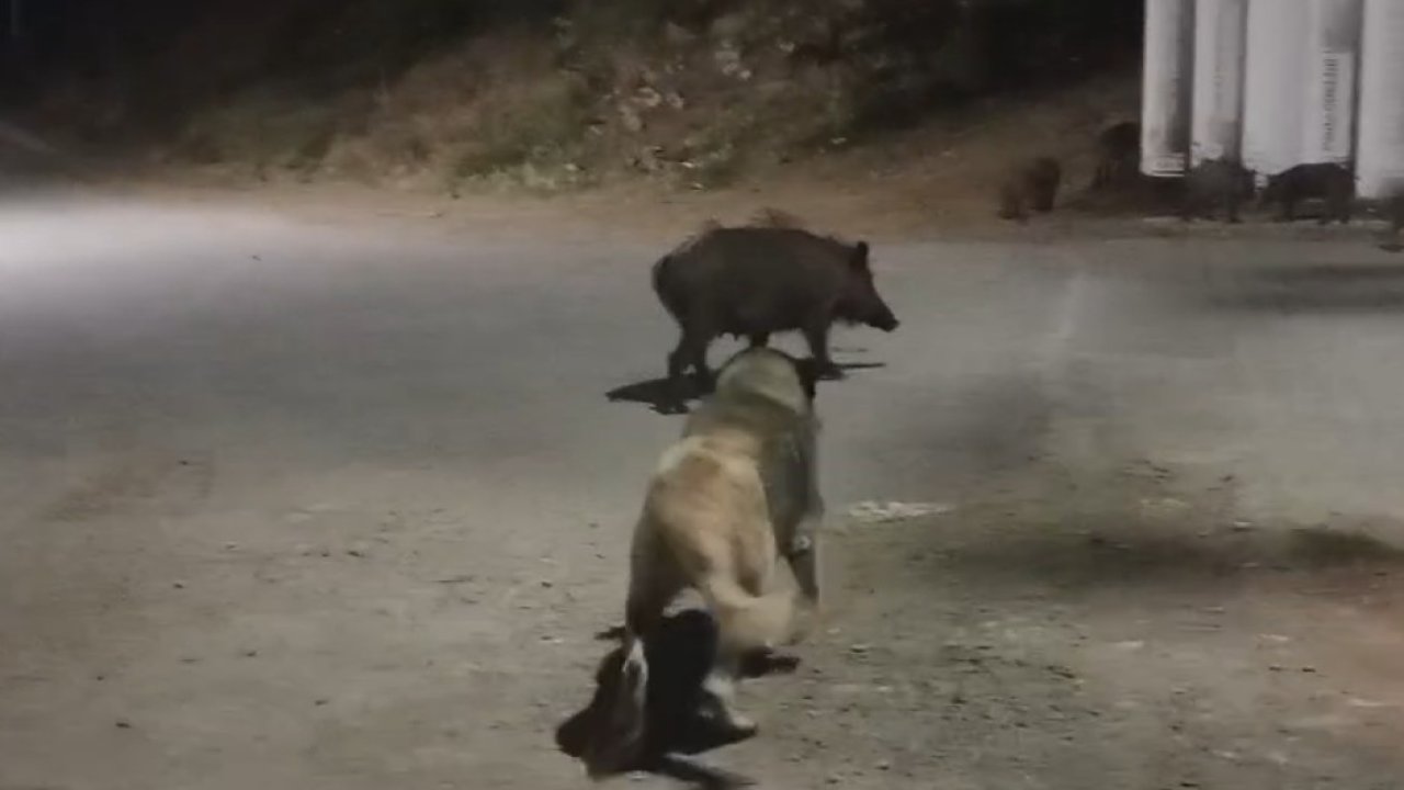 Tunceli’de yaban domuzları şehre indi