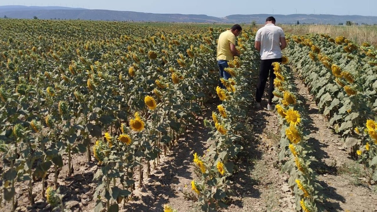 Söke’de ayçiçeği ve pamuk tarlaları incelendi