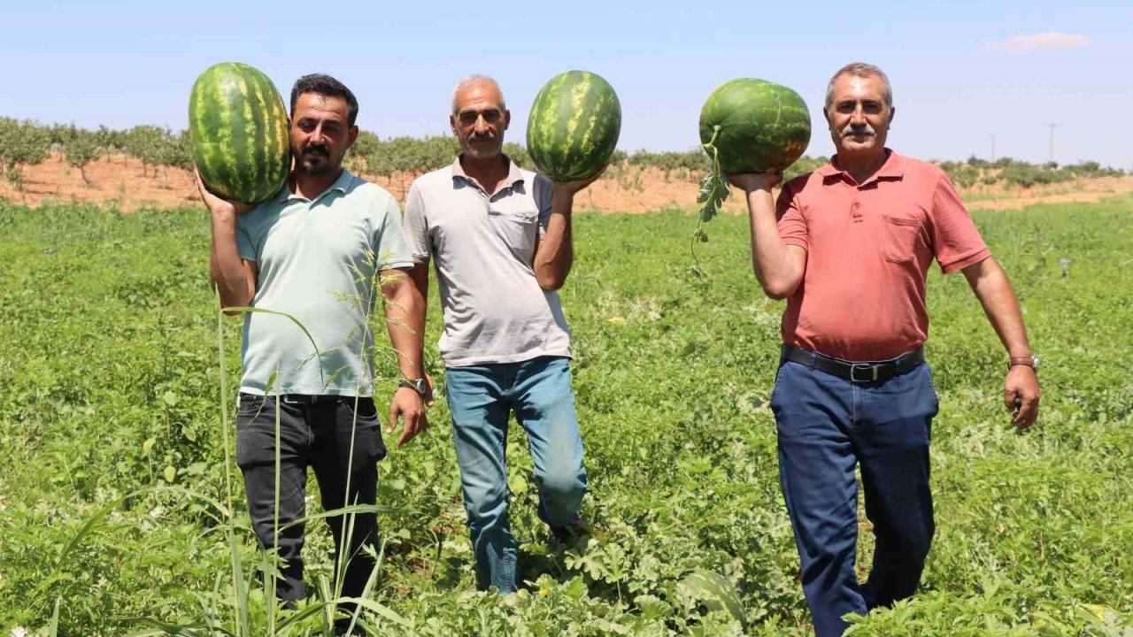 Türkiye’nin en lezzetli karpuzlarından biri Şanlıurfa’da yetişiyor