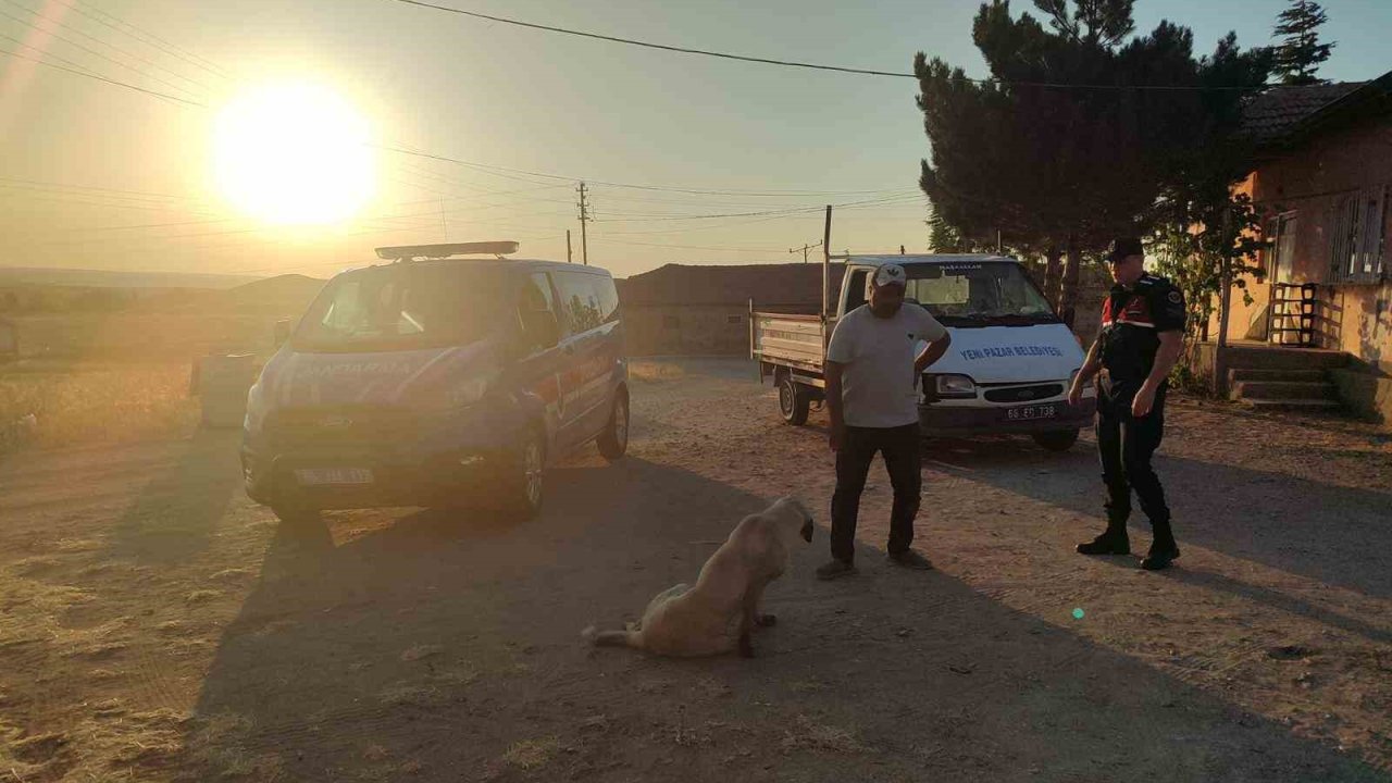 Başıboş köpek küçük çocuğu yaraladı, köpek barınağa götürüldü