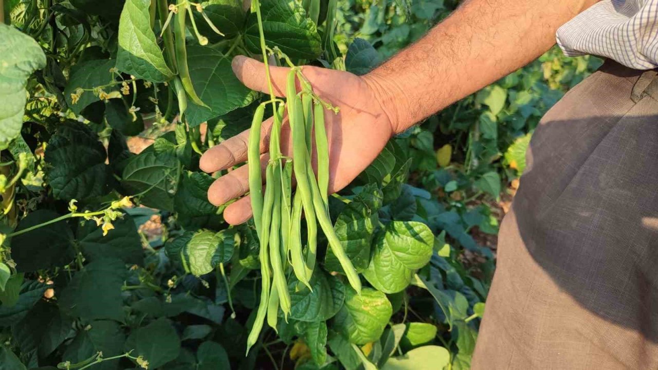 Meşhur Çameli sırık fasulyesinde hasat zamanı