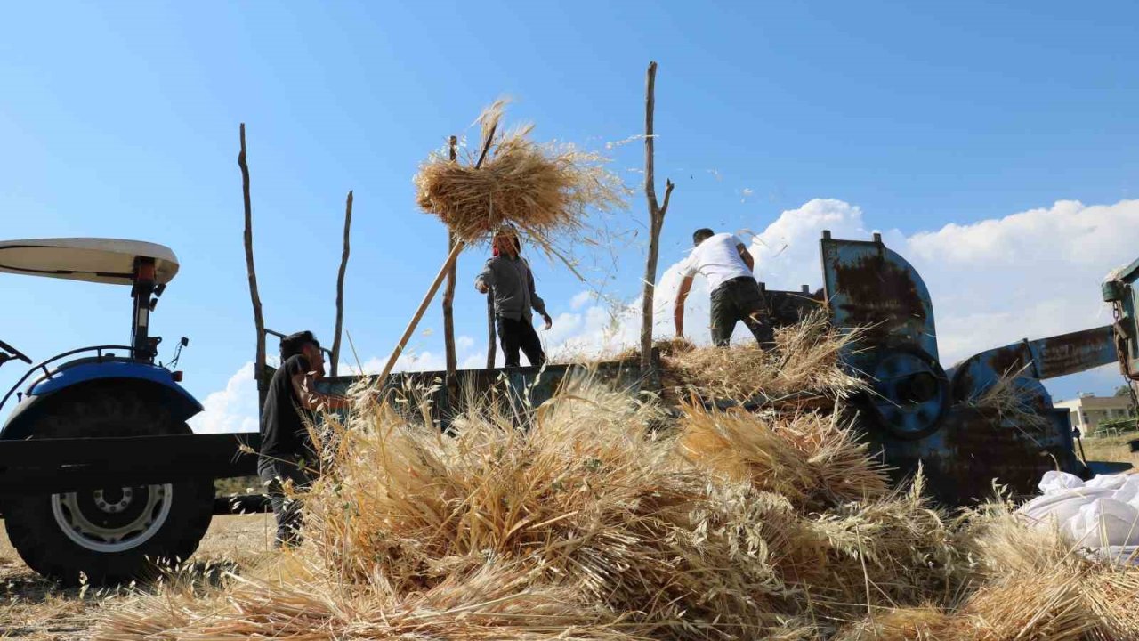 Tercan’da hububat tarlalarında hasat başladı