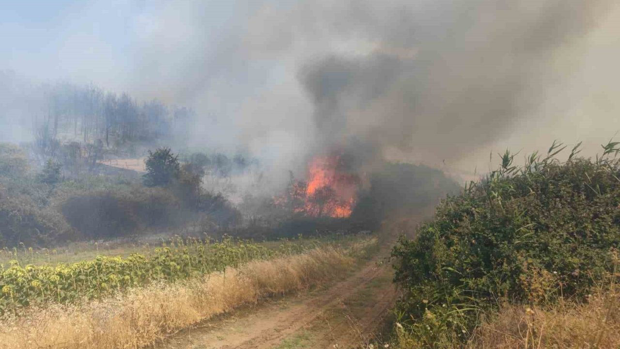 Tekirdağ’da orman yangını