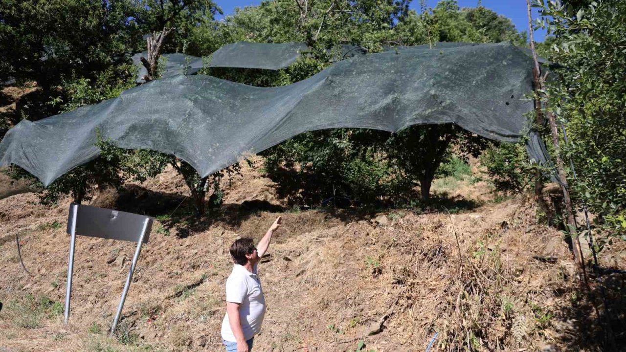 Geçen yıl toplanmayan meyveler bu yıl kıt olunca koruma altına alındı
