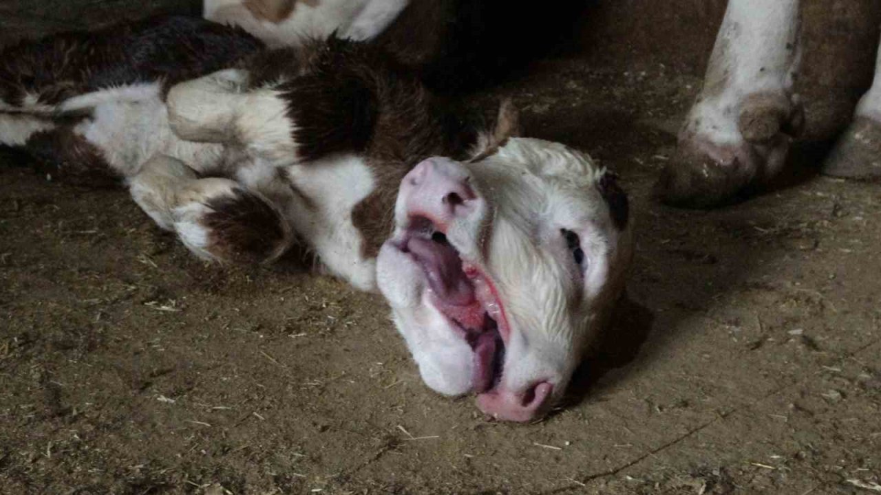 Malatya’da çift başlı doğan buzağı şaşırttı