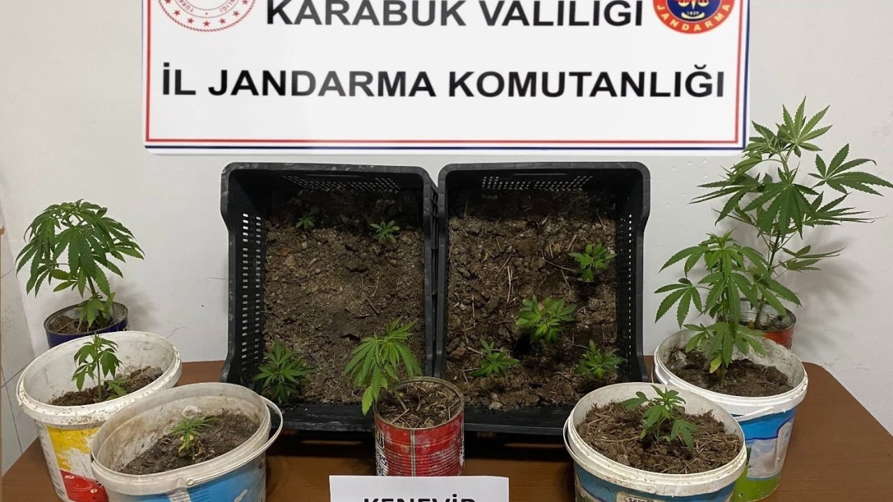 Karabük’te iki evde 14 kök kenevir ele geçirildi