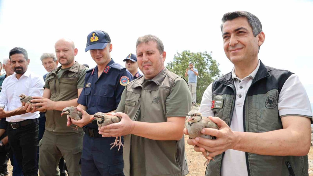 Adana’da doğaya 500 keklik salındı