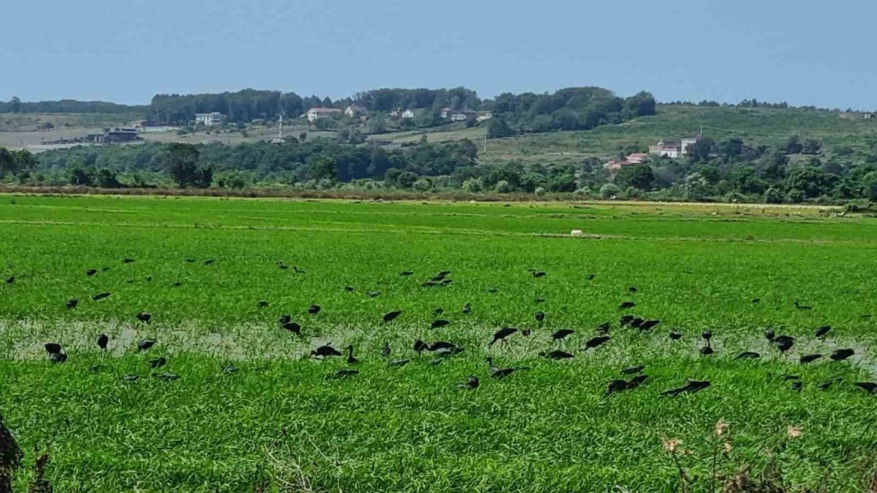 Nesli tehdit altındaki çeltikçi kuşları Sinop’ta görüntülendi