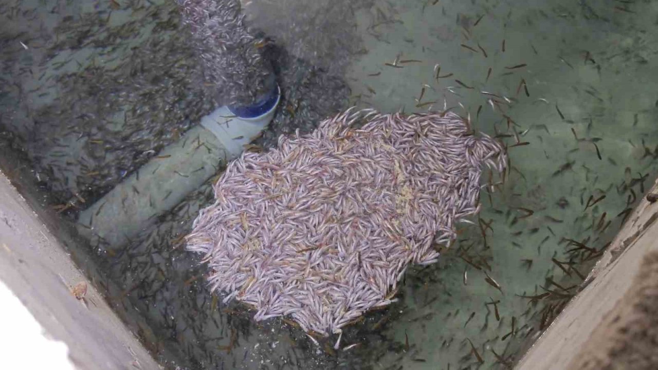 Bağbaşı Mahallesi’ndeki tesiste binlerce yavru alabalık öldü