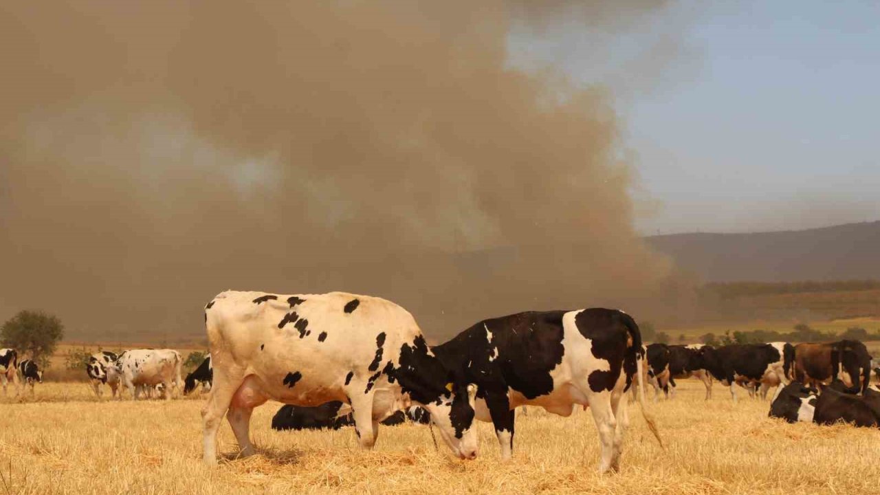 Çanakkale’deki yangında köylüler hayvanlarını korumak için tarlalarda bekletiyor
