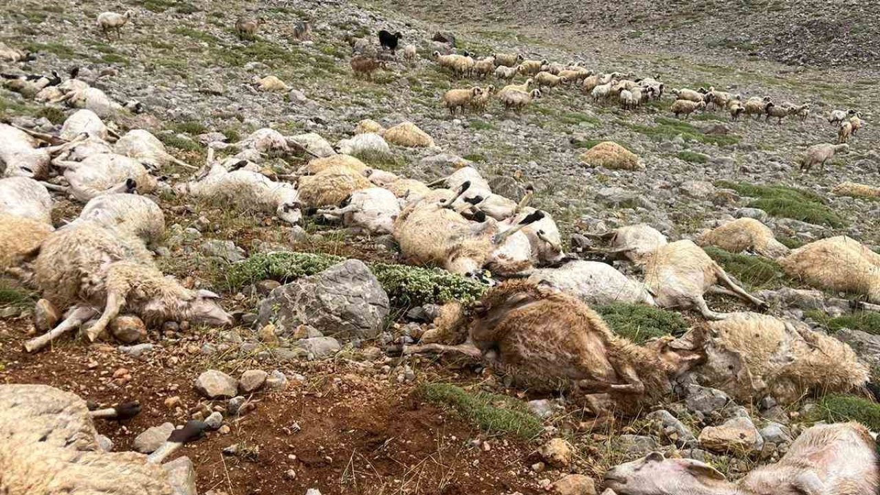 Tunceli’de yıldırım isabet eden 200 koyun telef oldu