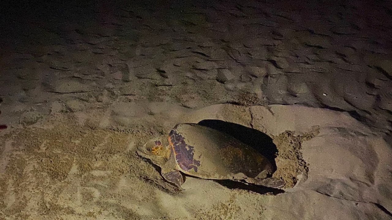 EKODOSD’tan Caretta Caretta uyarısı