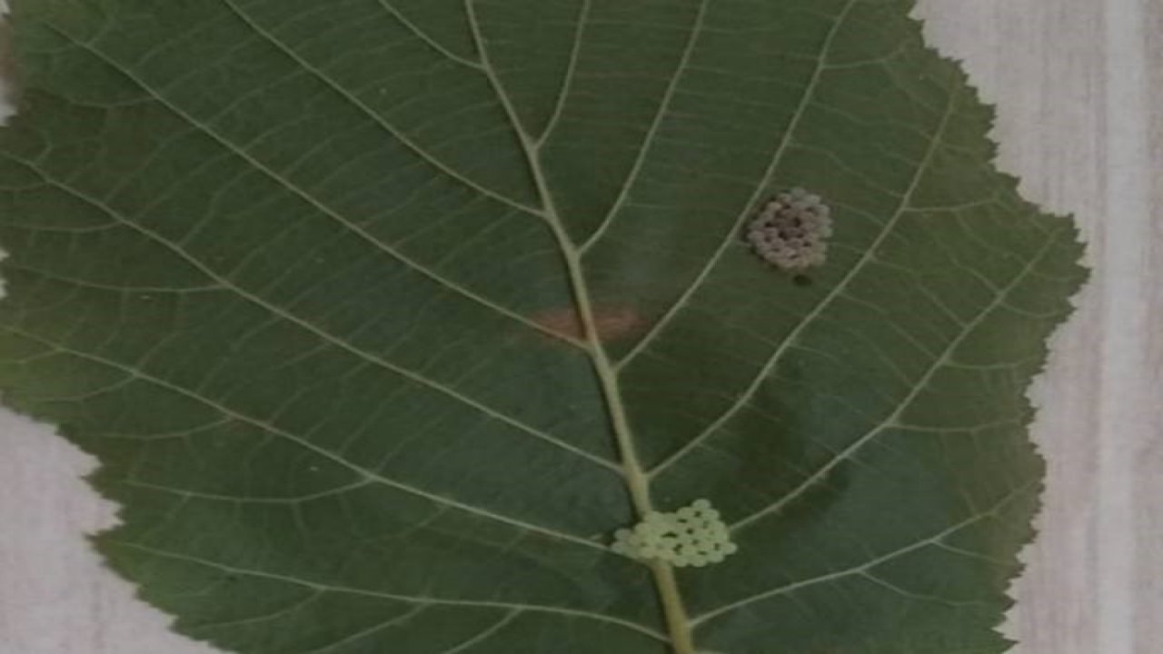 Kahverengi korkarca zararlısı ergenleri görülmeye başlandı