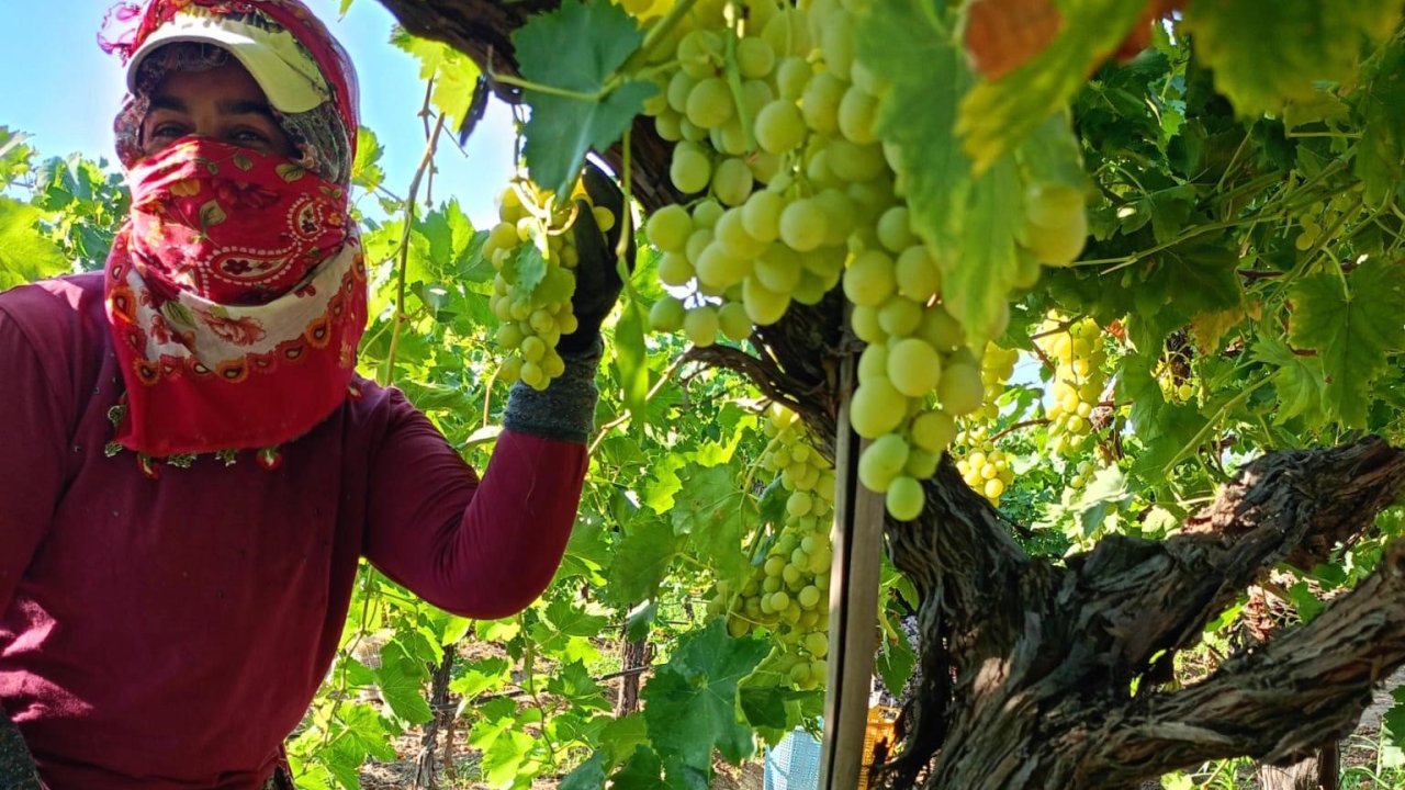 Bağlarda üzüm sezonu heyecanı başladı