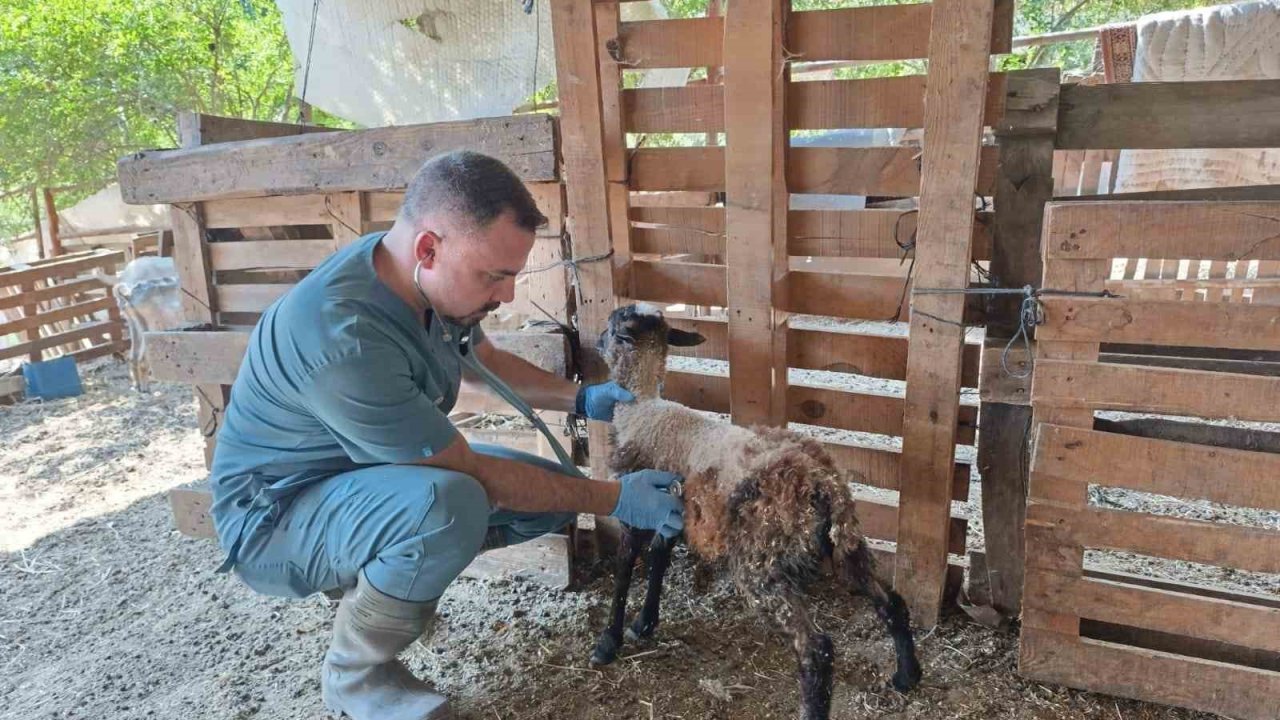 Söke’de küçükbaş hayvanlar küpelendi