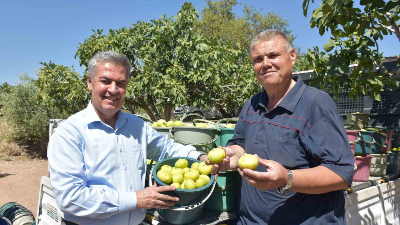 Buharkent’te taze incir hasadı başladı