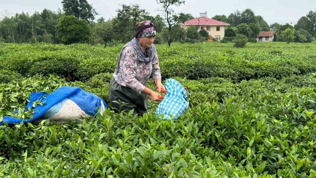 ÇAYKUR’dan 2. Sürgün için "Aceleye getirmeyin" uyarısı
