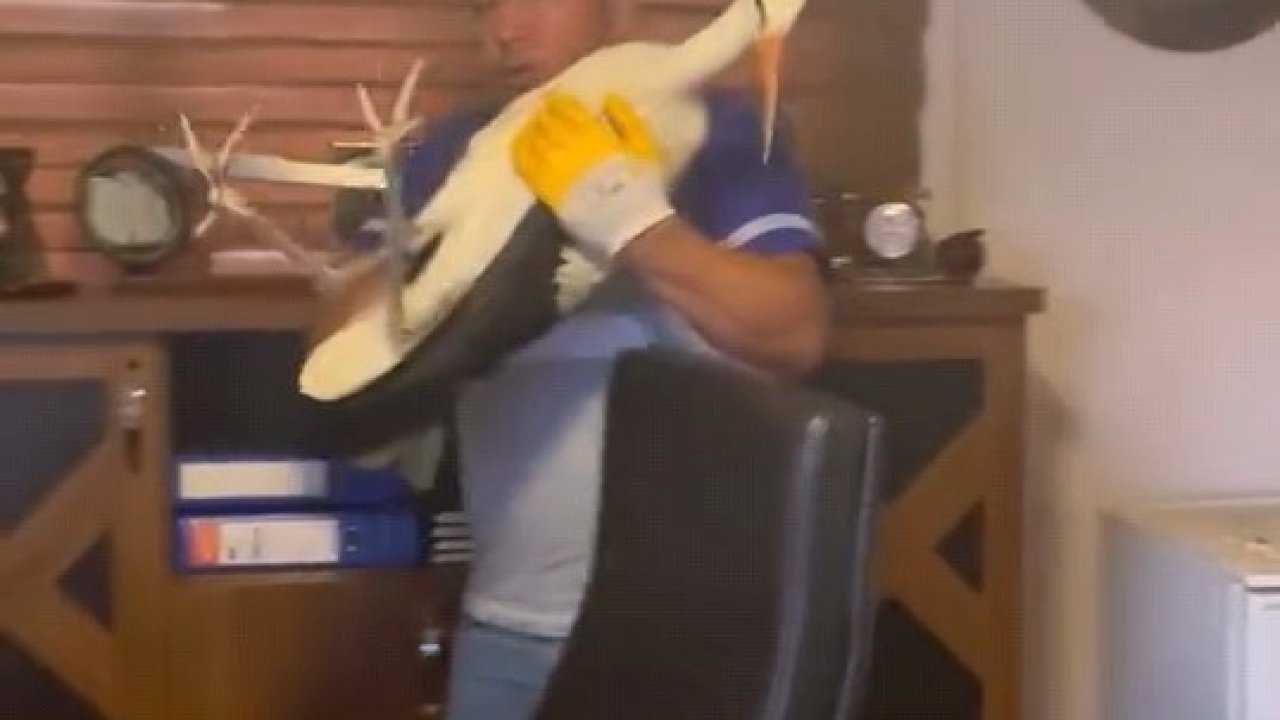 Yaralı leyleğe şefkat eli