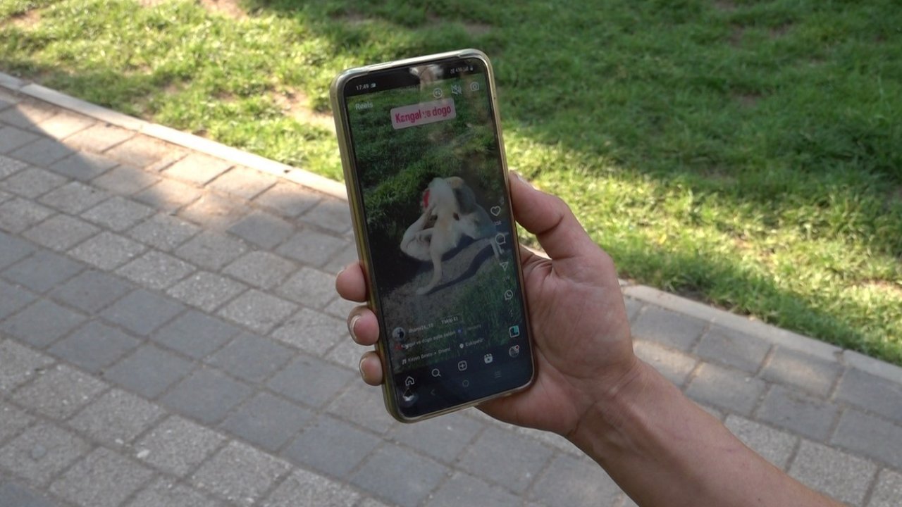Köpeklerin dövüştürüldüğü video tepki topladı