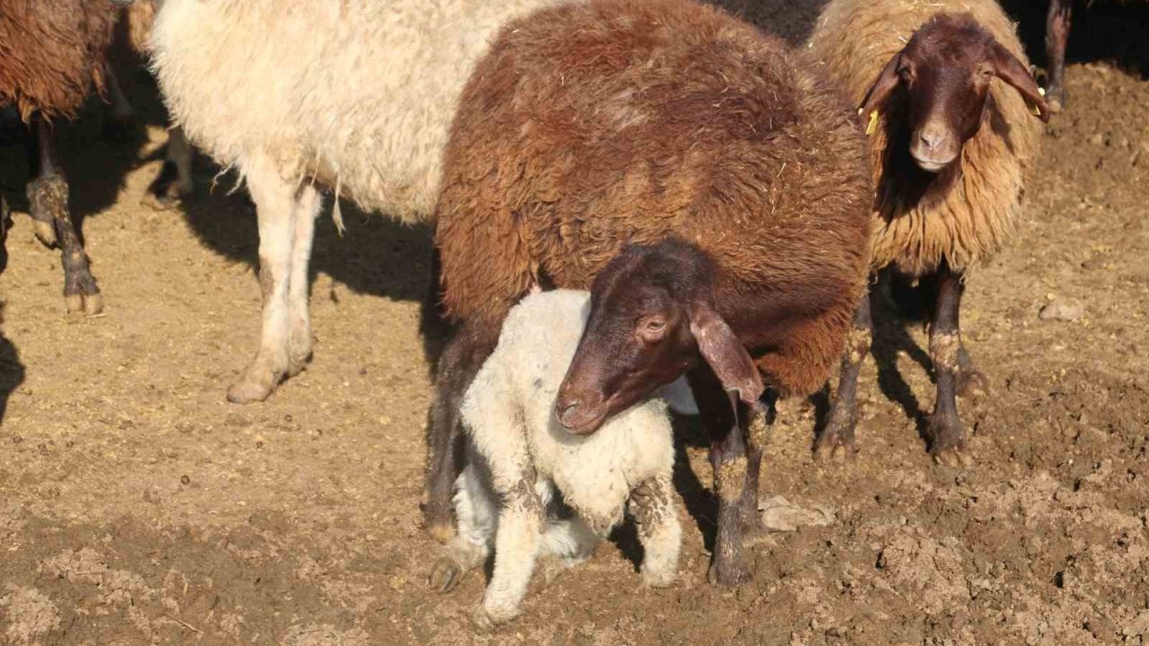 ‘Köyümde Yaşamak İçin Bir Sürü Nedenim Var’ projesinde kredi limiti 1 milyon 200 bin liraya yükseltildi