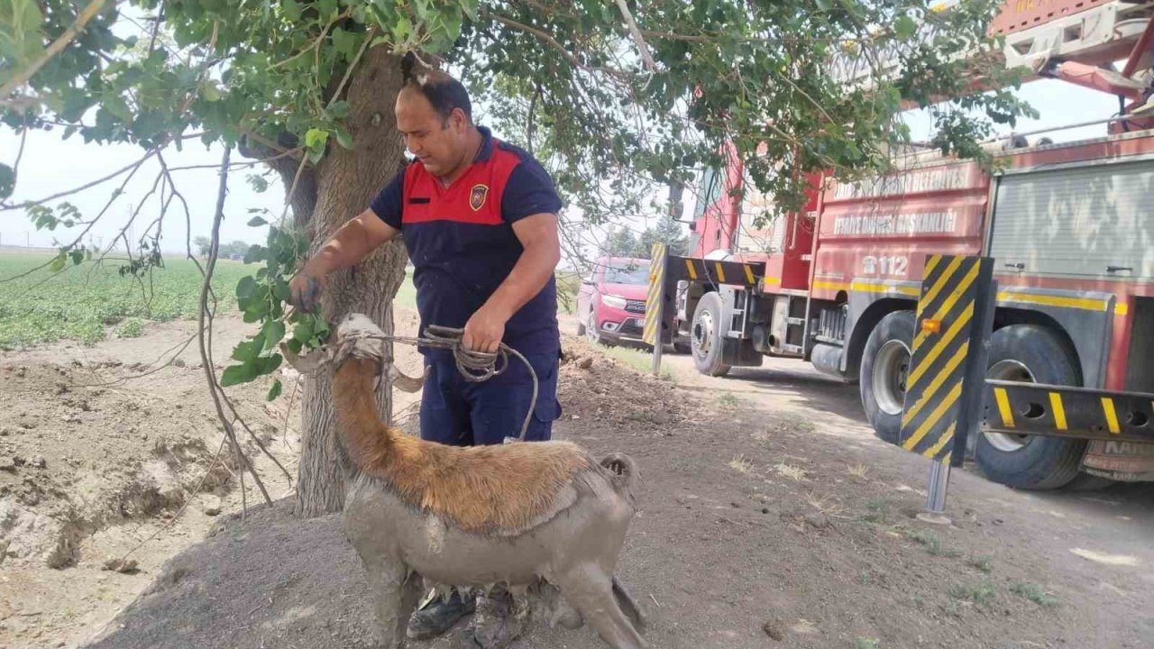 Derede çamura saplanan koyunu itfaiye ekipleri kurtardı