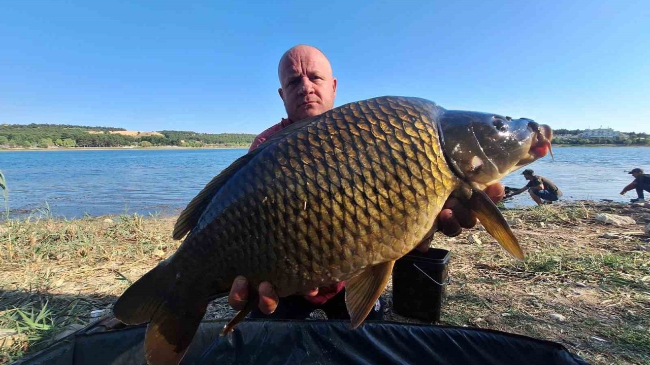 Yakalandıkları devasa sazanları yeniden suya bıraktılar