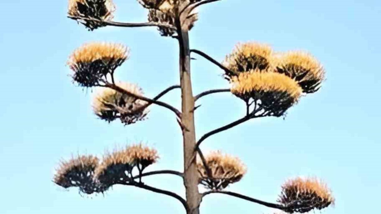 Dikili’de 30 yıllık agave çiçek açtı