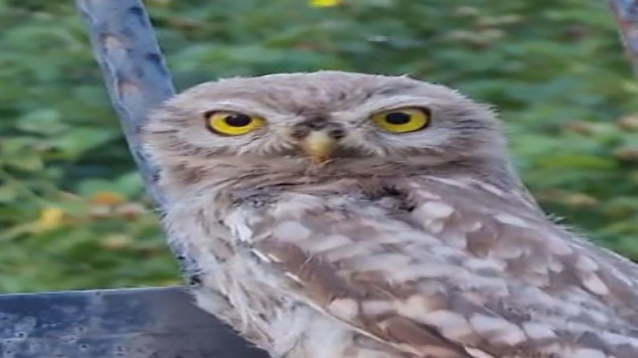 Tunceli’de yavru baykuş, kendisini seven vatandaştan ayrılmak istemedi