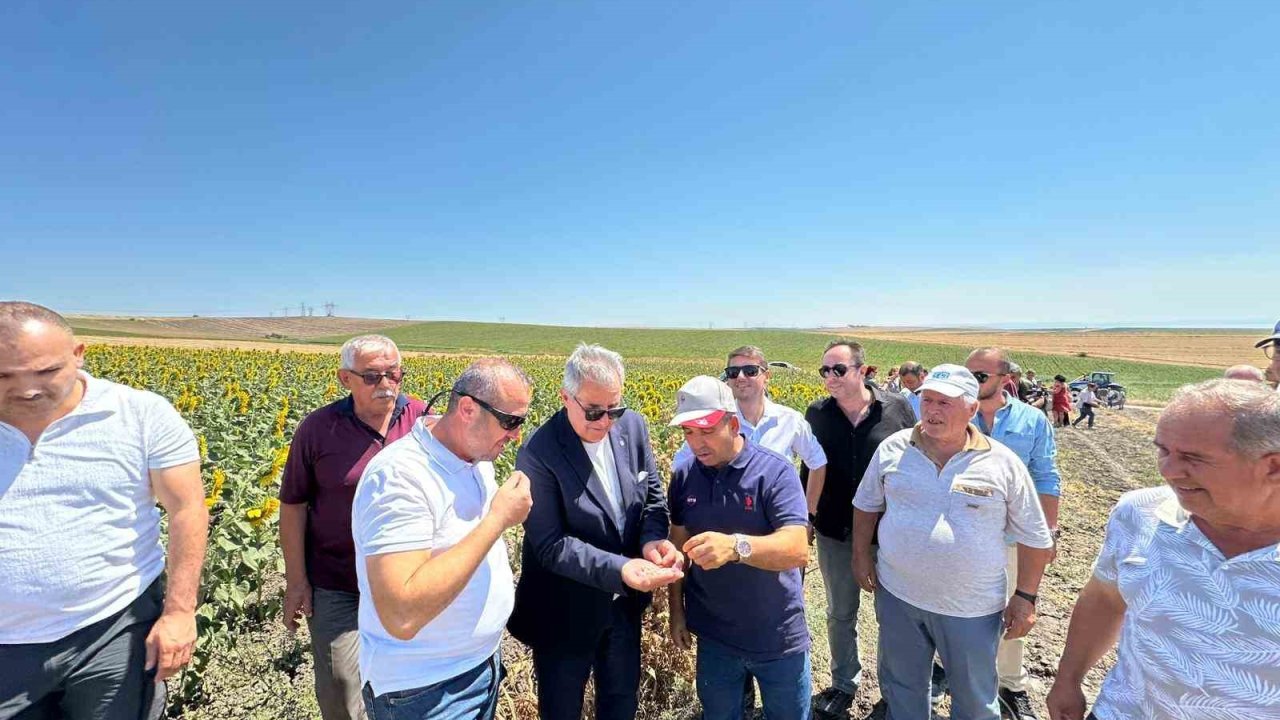 Bandırma’da nohut hasadı şenliği