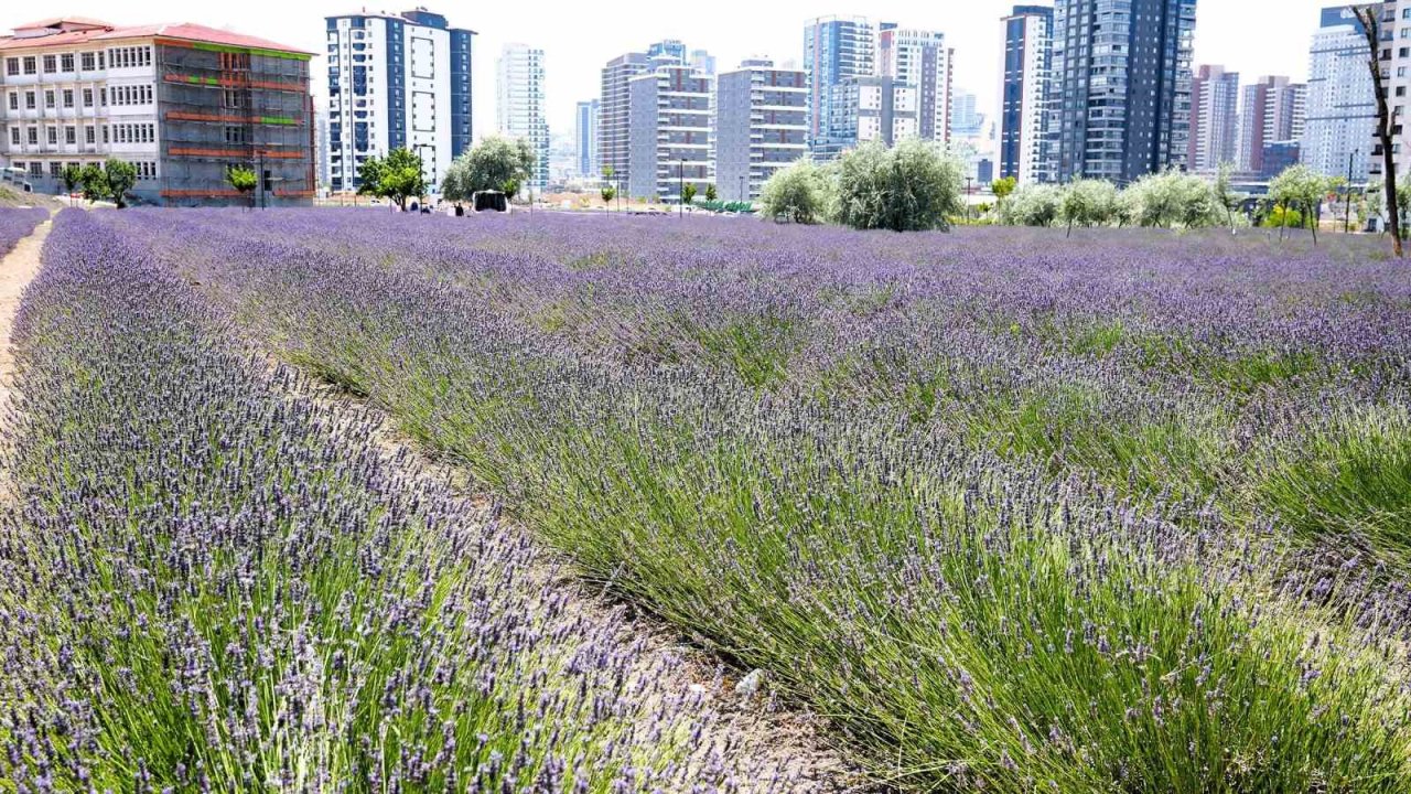 Keçiören’in lavanta ve gül bahçesi ziyaretçileri tarafından beğeni görüyor