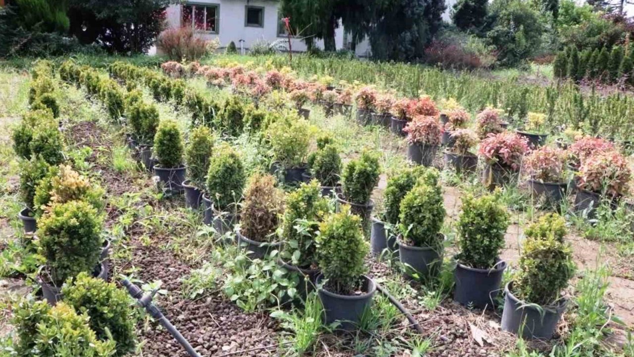 Samsun’da üretilen fidanlarla Türkiye nefes alıyor