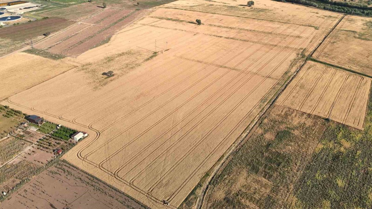 Melezlerden elde edilen 4 çeşit buğday, hasat için gün sayıyor