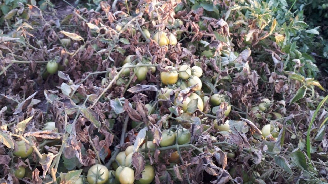 Manisa’da üreticilere ‘pas akarı’ uyarısı