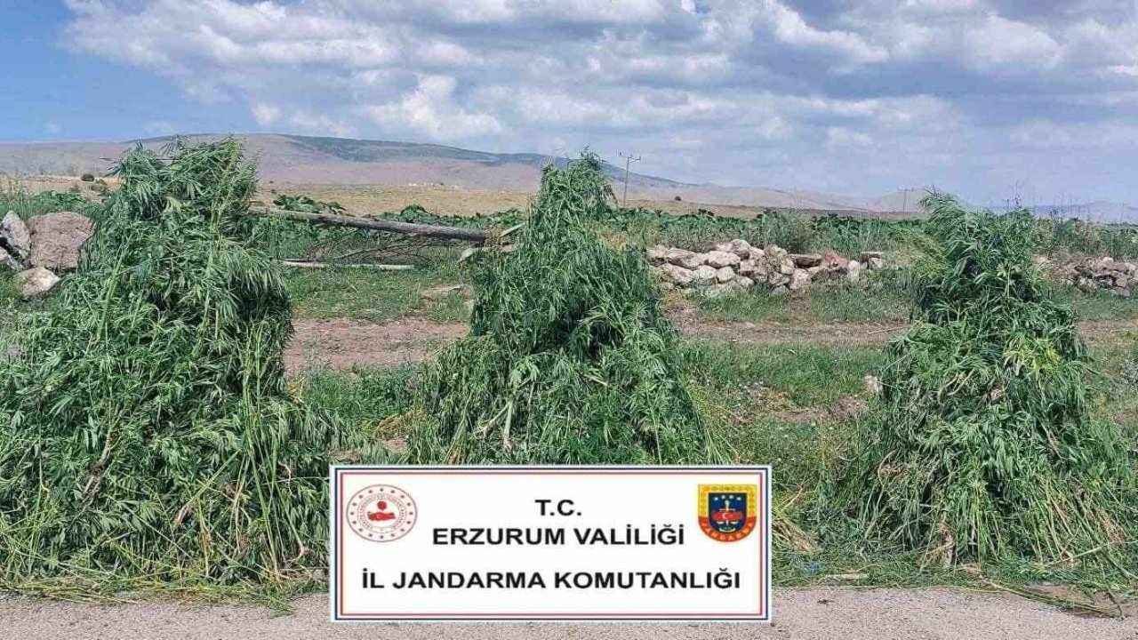 Erzurum’da 401 bin 676  kök kenevir imha edildi