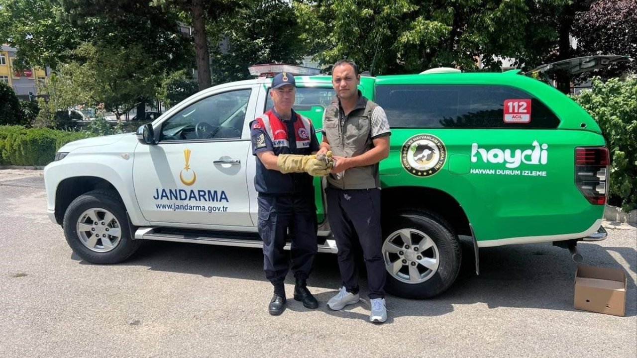 Yaralı yavru baykuş’a jandarma şefkati