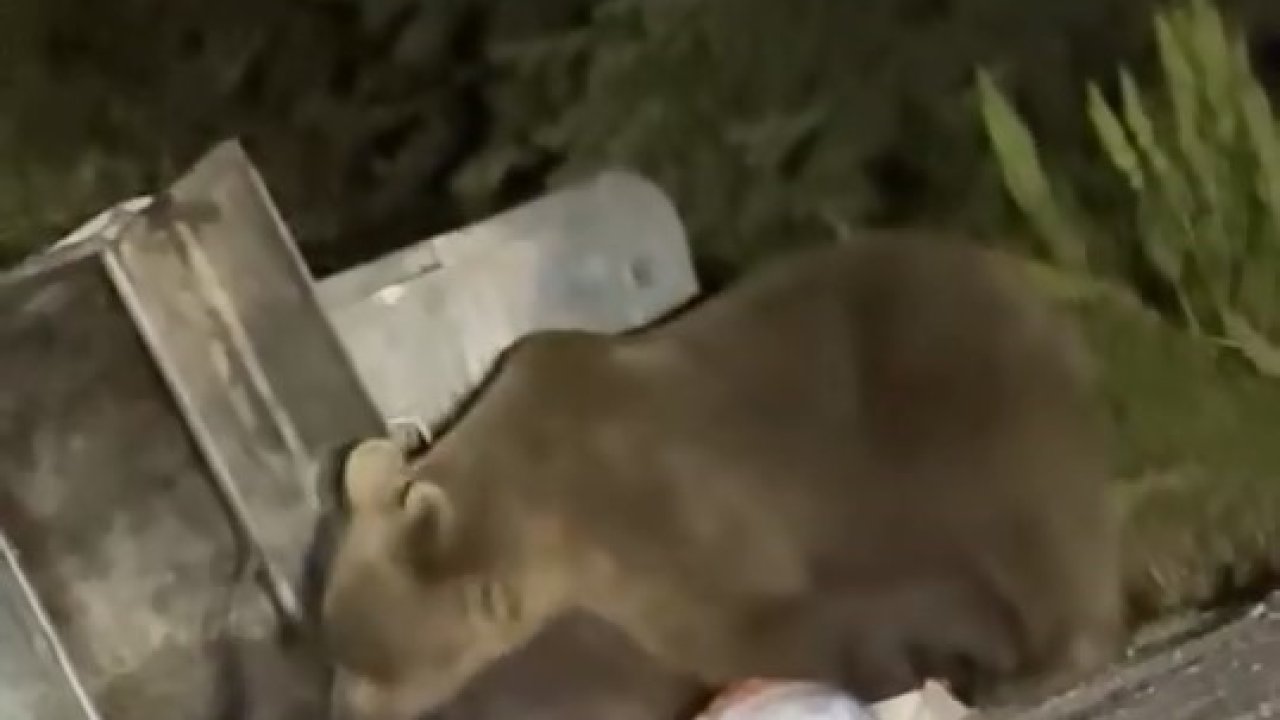 Uludağ’da aç kalan ayılar çöplere dadandı